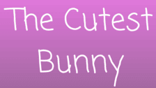 The Cutest Bunny